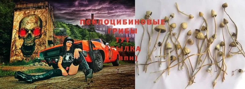 Галлюциногенные грибы Psilocybe  MEGA рабочий сайт  Невинномысск  даркнет сайт 